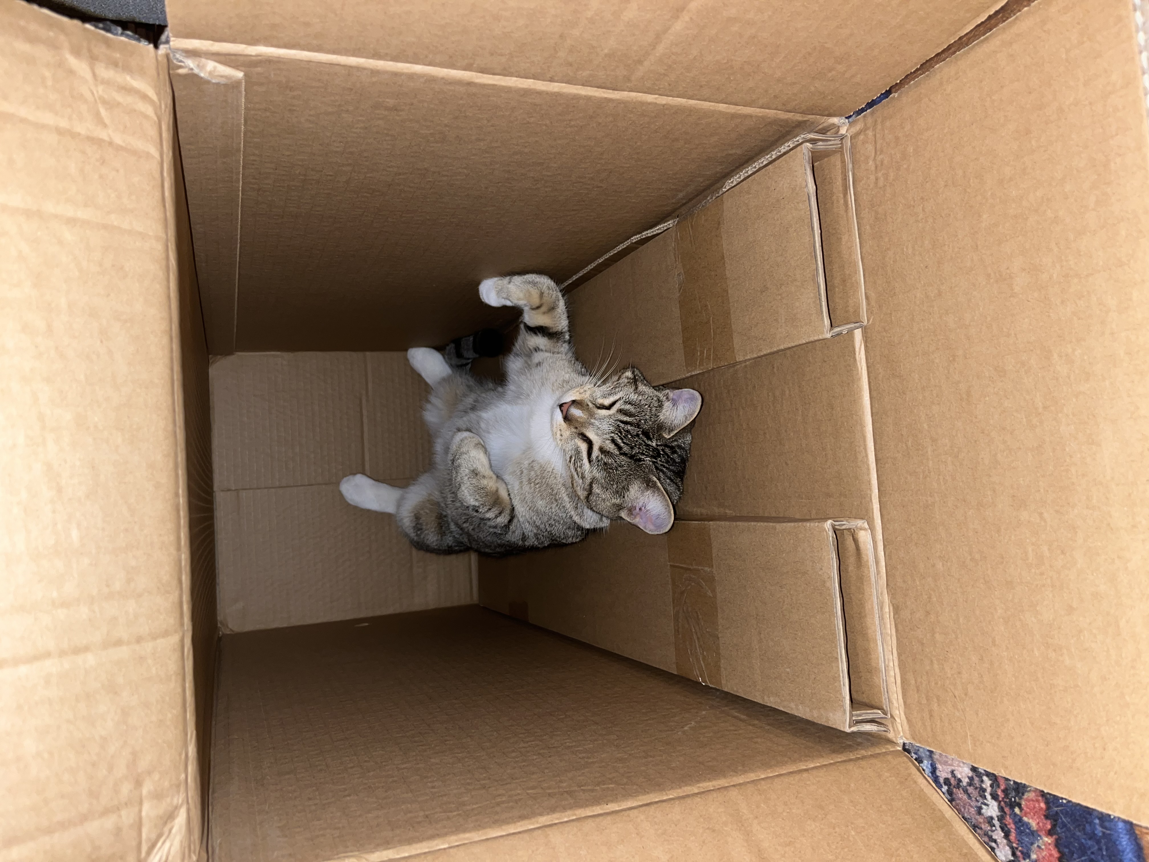Judy in a box